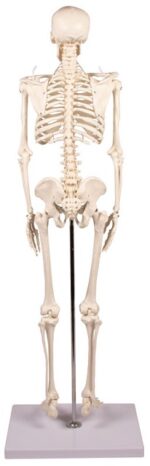 Miniatuurne skelett "Tom" - Image 6