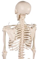 Miniatuurne skelett "Tom" - Image 7