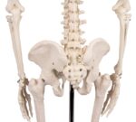 Miniatuurne skelett "Tom" - Image 8