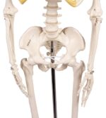 Miniatuurne skelett "Tom" - Image 9