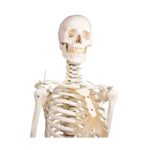 Skelett "Hugo" liikuva selgrooga - Image 5