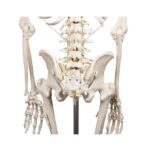 Skelett "Hugo" liikuva selgrooga - Image 6