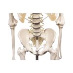 Skelett "Hugo" liikuva selgrooga - Image 7