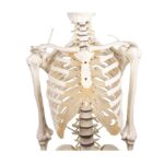 Skelett "Hugo" liikuva selgrooga - Image 8