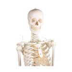 Skelett "Hugo" liikuva selgrooga - Image 9