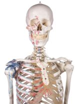 Skelett "Max" liikuva selgroo, lihaste märgistuste ja sidemetega - Image 2