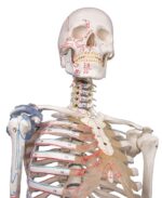 Skelett "Max" liikuva selgroo, lihaste märgistuste ja sidemetega - Image 3