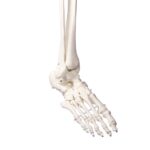 Didaktiline skelett Oscar - Image 4