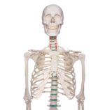 Didaktiline skelett Oscar - Image 8