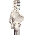 Skelett "Willi" - Image 4