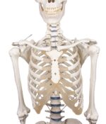 Skelett "Willi" - Image 6