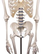 Skelett "Willi" - Image 7