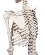 Skelett "Willi" - Image 8