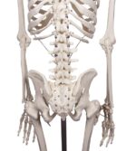 Skelett "Willi" - Image 9