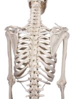 Skelett "Willi" - Image 10