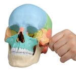 Osteopaatiline kolju mudel, 22 osa, didaktiline versioon - Image 4