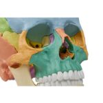 Osteopaatiline kolju mudel, 22 osa, didaktiline versioon - Image 5