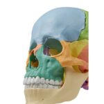 Osteopaatiline kolju mudel, 22 osa, didaktiline versioon - Image 6