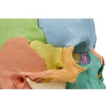 Osteopaatiline kolju mudel, 22 osa, didaktiline versioon - Image 7