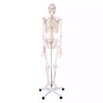 Inimese skelett 180 cm