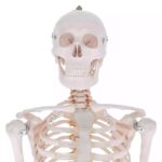 Inimese skelett 180 cm - Image 2