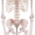 Inimese skelett 180 cm - Image 3