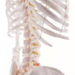 Inimese skelett 180 cm - Image 4