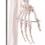 Inimese skelett 180 cm - Image 5
