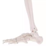 Inimese skelett 180 cm - Image 6