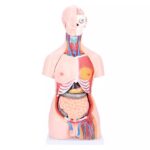 Kahesooline torso, 40-osaline