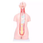 Kahesooline torso, 40-osaline - Image 2