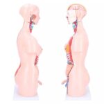 Kahesooline torso, 40-osaline - Image 3