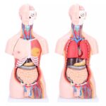 Kahesooline torso, 40-osaline - Image 4