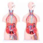 Kahesooline torso, 40-osaline - Image 6