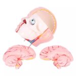 Kahesooline torso, 40-osaline - Image 8