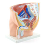 Mehe vaagna mudel - Image 2