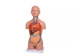 Miniatuurne torso, 16 tk, kahesooline - Image 3