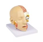 Pea mudel, 4 osa - Image 2