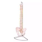 Selgroo mudel vaagnaga