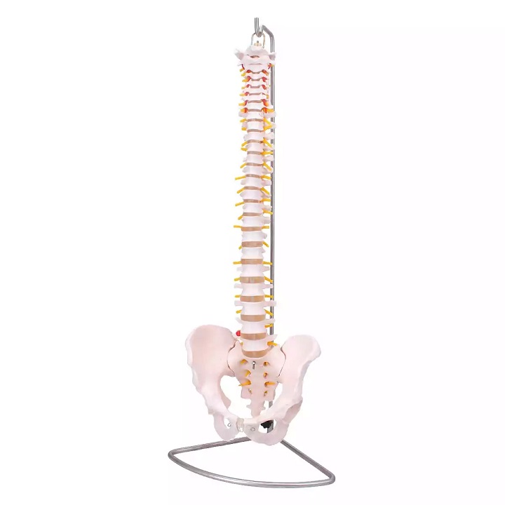 Selgroo-mudel-DC400303-1 Selgroo mudel vaagnaga - Image 1