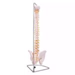 Selgroo mudel vaagnaga - Image 3