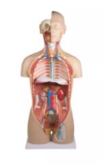 Avatud seljaga torso, 27-osaline, kahesooline - Image 2