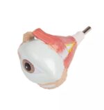 Avatud seljaga torso, 27-osaline, kahesooline - Image 4