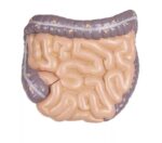 Avatud seljaga torso, 27-osaline, kahesooline - Image 7