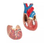 Avatud seljaga torso, 27-osaline, kahesooline - Image 10