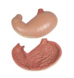 Avatud seljaga torso, 27-osaline, kahesooline - Image 13