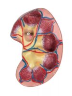 Avatud seljaga torso, 27-osaline, kahesooline - Image 15