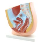 Naise vaagna mudel - Image 2