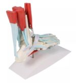 Jala skelett sidemetega - Image 4