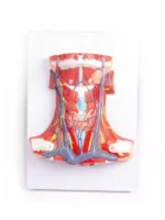 Kaela anatoomiline mudel